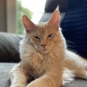 Meet your Posher, Asher